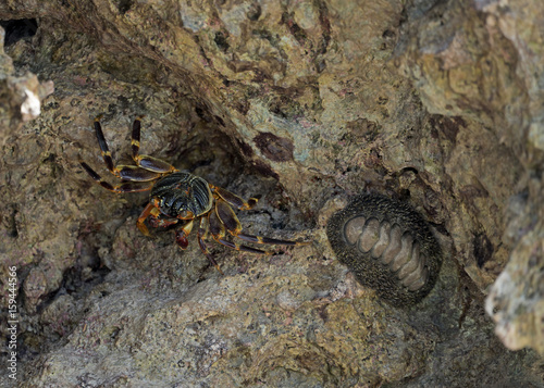 Land Crab and Mollusc in Cosmoledo