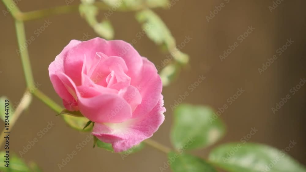Close-up of climber Rose woody perennial flower slow-mo 1920X1080 HD footage - Slow motion Rosa plant in the garden shallow DOF 1080p FullHD video Close-up of climber Rose woody perennial flower slow-mo 1920X1080 HD footage - Slow motion Rosa plant in the garden shallow DOF 1080p FullHD video