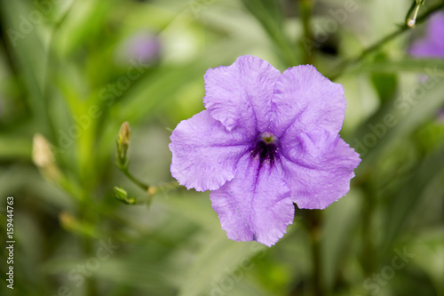 purple flower in garden