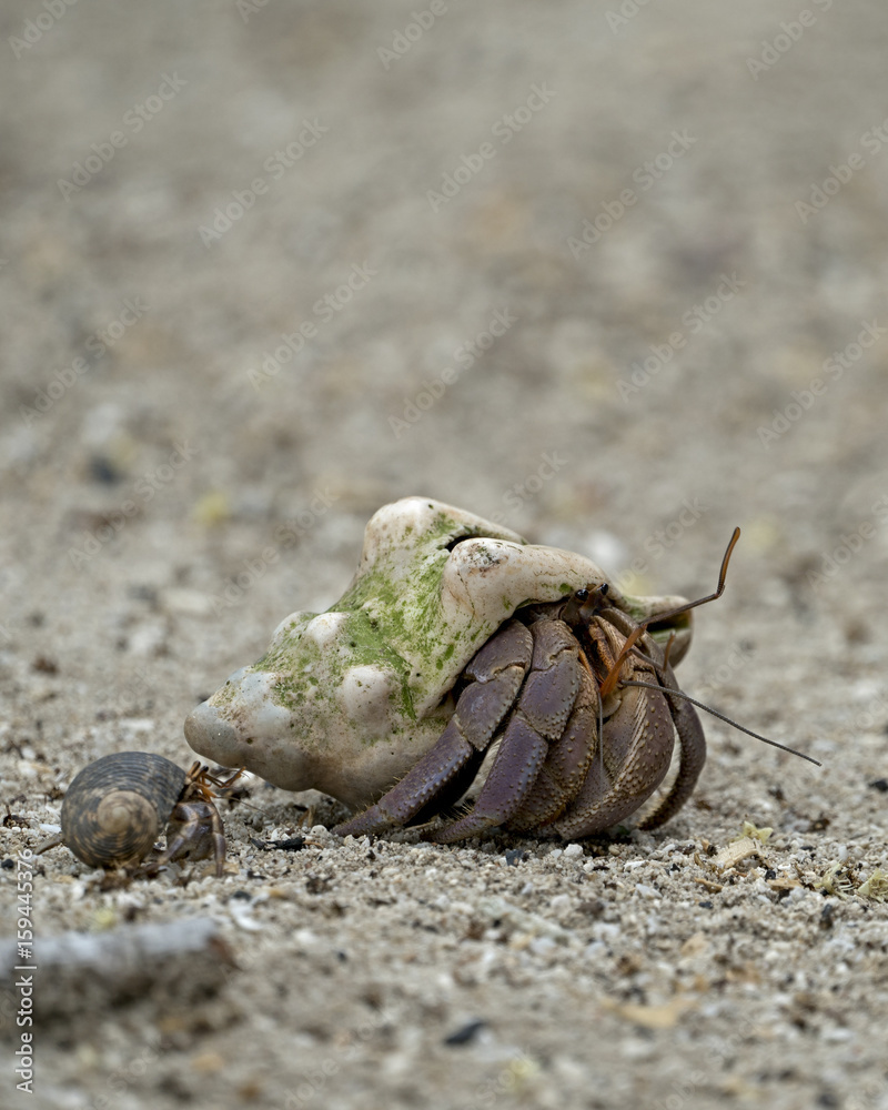 Two Hermit Crabs on a beach in Aldabra Two Hermit Crabs on a beach in Aldabra