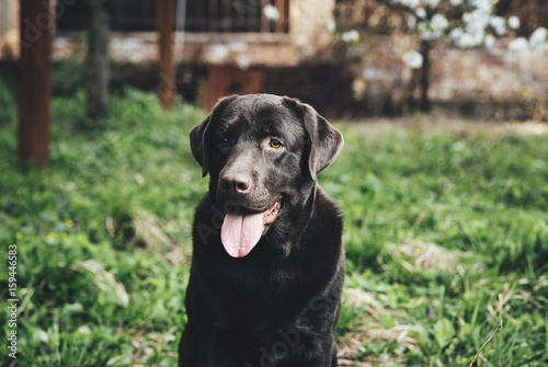 Labrador, Labrador dog sticking out his tongue