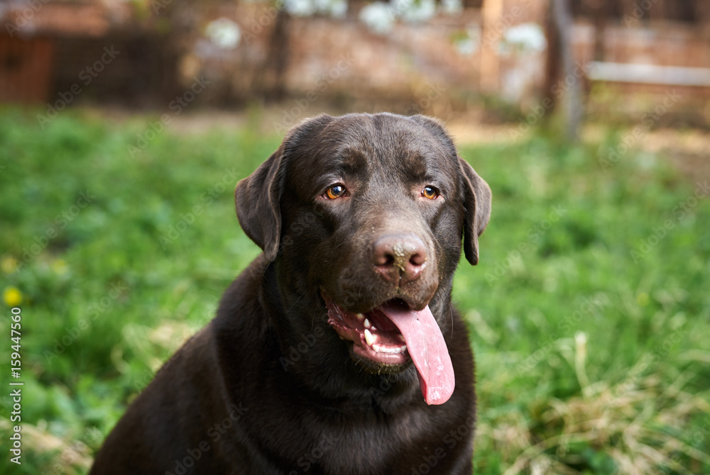 A black dog, a labrador stuck out his tongue
