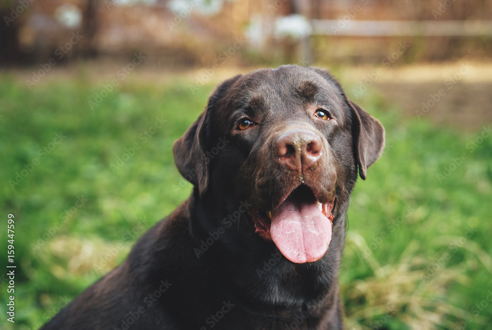 A black dog, a labrador stuck out his tongue