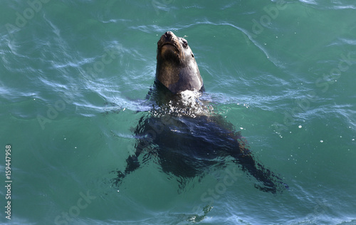 20170430 Sjölejon simmar i Atlantens blåa vatten vid Ponta Lomas klippor utanför Puerto Madryn i Argentina...Foto: Jan Fleischmann..info@janwildlifephoto.com..+46 (0) 70 590 1774 ..