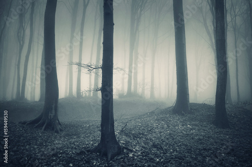 dark scary forest scenery  halloween background