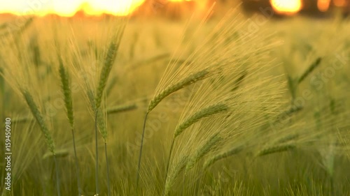 Slow shutter speed, locked off 4K clip of wheat or barley field blowing in the wind at sunset or sunrise
