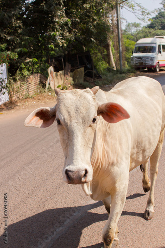Cow is a sacred animal, human friend