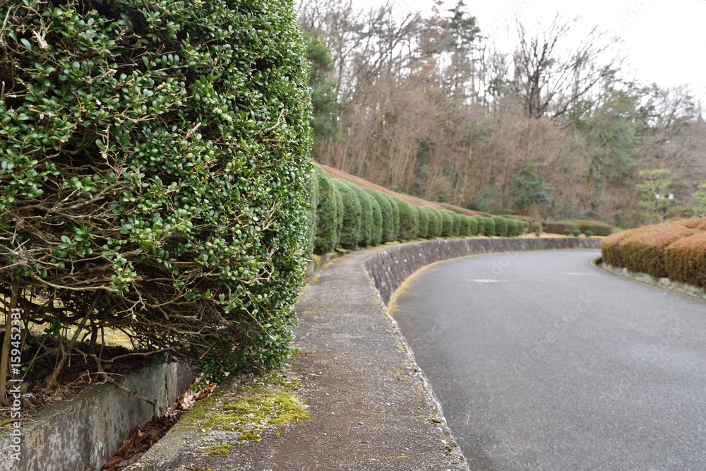 Obraz premium 手入れされた樹木