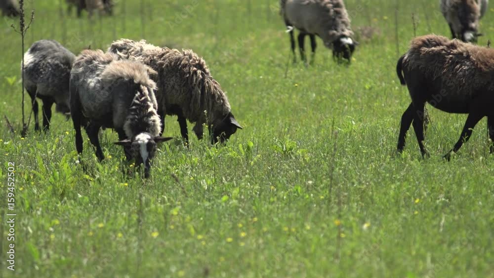 Sheep grazing and eating grass at meadow. Farming. Sheep grazing and eating grass at meadow. Farming.