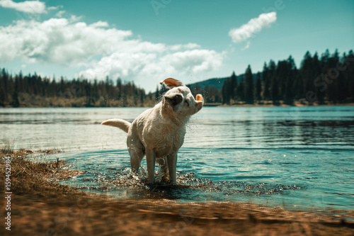 Fototapeta Naklejka Na Ścianę i Meble -  Junger labrador retriever hund welpe badet in einem see und schüttelt das wasser ab