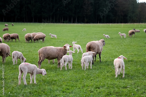Fototapeta Naklejka Na Ścianę i Meble -  Herd of sheeps enjoying the nature and eating grass