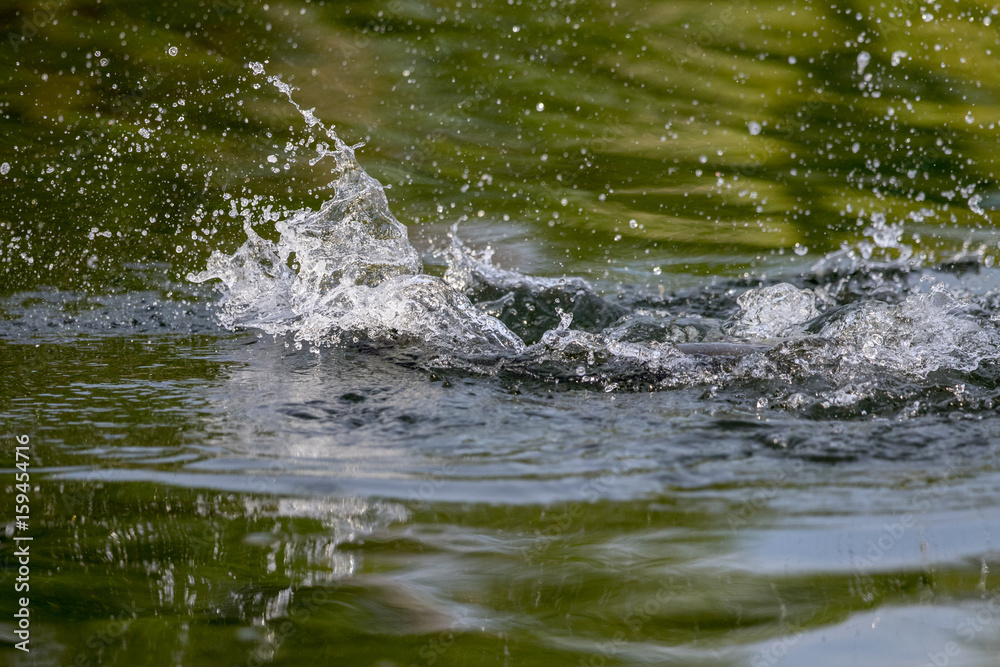 surface action of barramundi wheb it hit to the bait in the fishing tournament surface action of barramundi wheb it hit to the bait in the fishing tournament