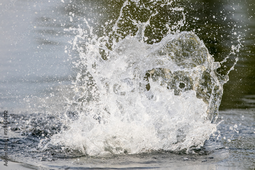 surface action of barramundi wheb it hit to the bait in the fishing tournament surface action of barramundi wheb it hit to the bait in the fishing tournament