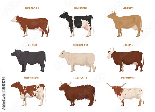 Cow set. Hereford, Holstein, Jersey, Angus, Charolais, Kalmyk, Shorthorn, Highland, Longhorn. photo