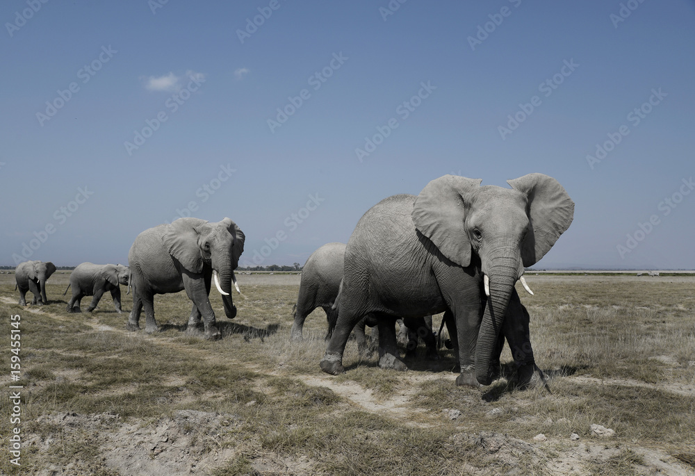 Fototapeta premium 2016083 Amboseli National Park, Kenya. Amboseli har en Kenyas starkaste elefantgrupper...Foto:Jan Fleischmann