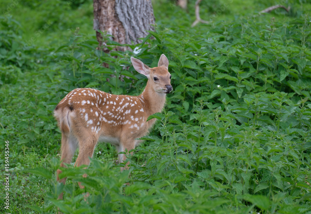 Spotted deer in the forest on green grass Spotted deer in the forest on green grass