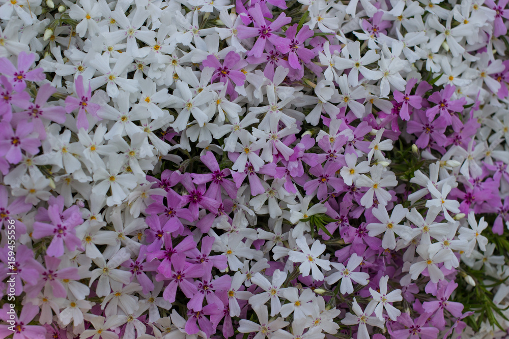 Background with white and lilac small flowers Background with white and lilac small flowers