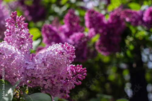 Large branches of lilac blossoms in sunny weather