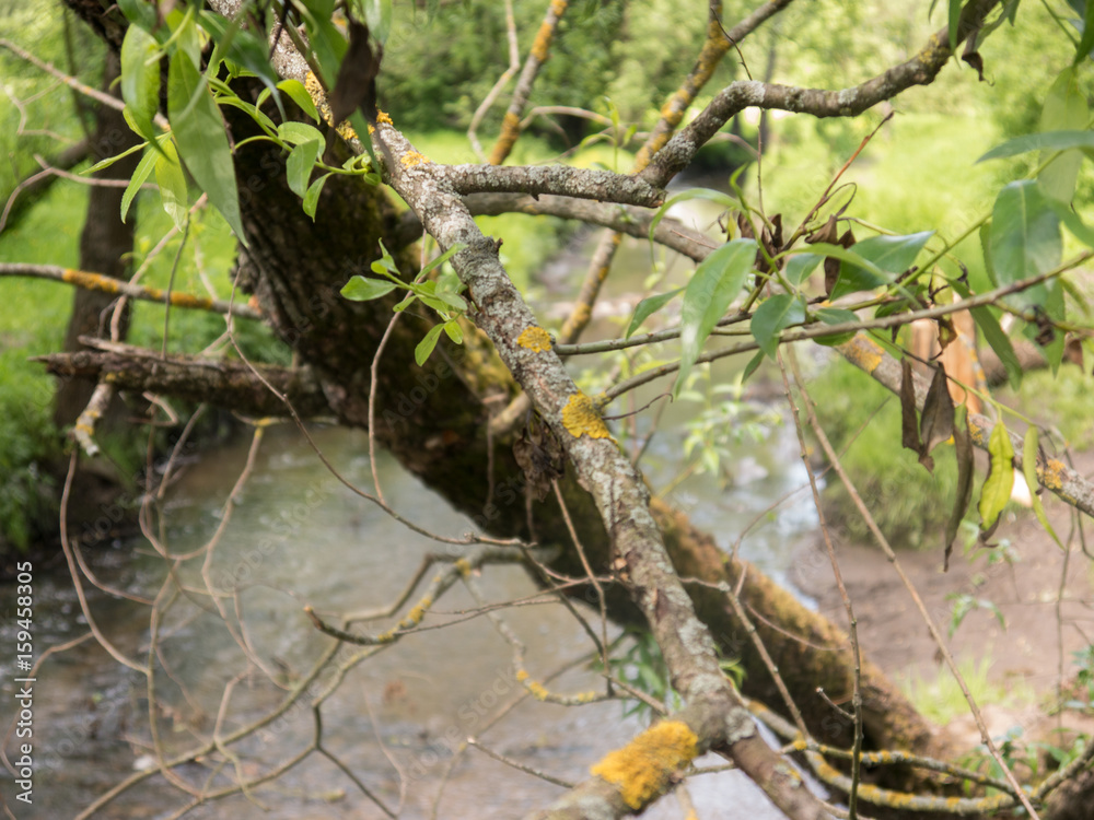 Deseased branch of tree witn yellow lichen Deseased branch of tree witn yellow lichen