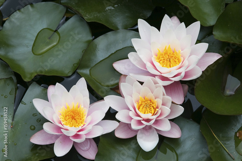 Beautiful waterlilies or lotus flowers