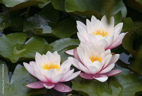 Beautiful waterlilies or lotus flowers