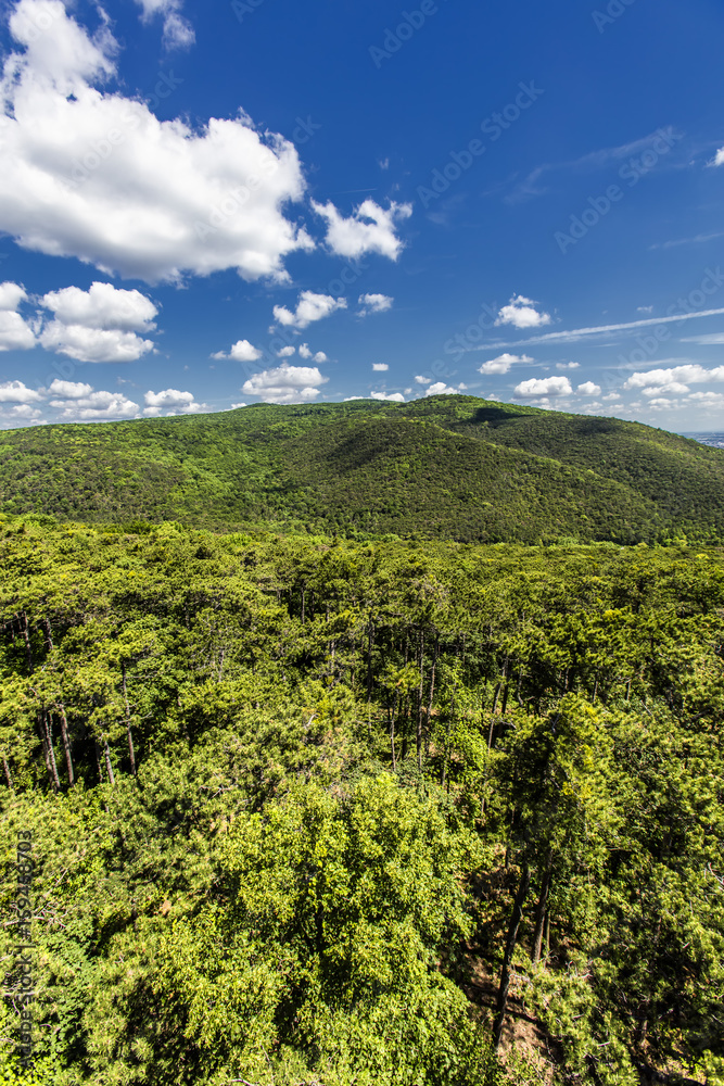 hills covered with green forest 
