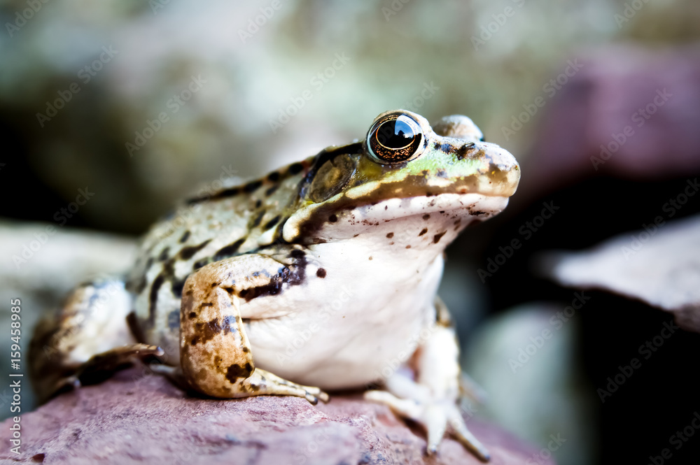Naklejka premium frog portrait, on a rock