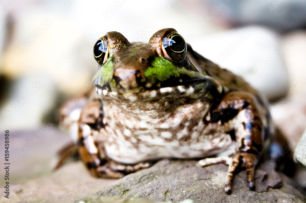 Naklejka premium frog portrait, on a rock
