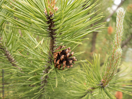 Pine tree brown ripe cone on green branch