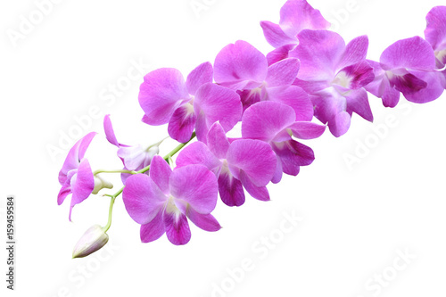 pink orchids flower on white background with clipping path.