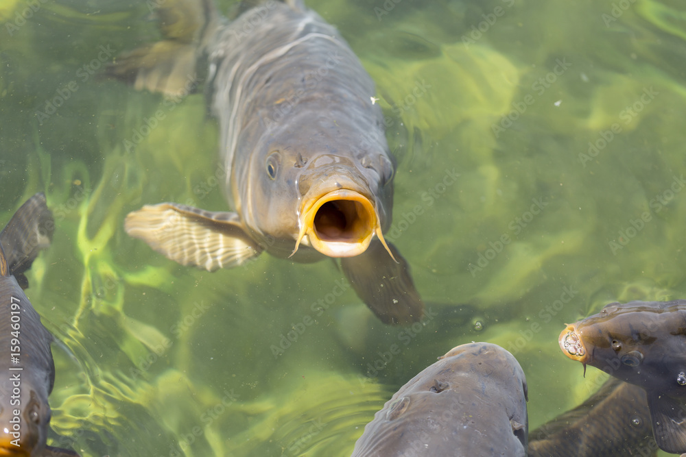 Carp with big open mouth, eating/feeding in clear pond water Stock Photo