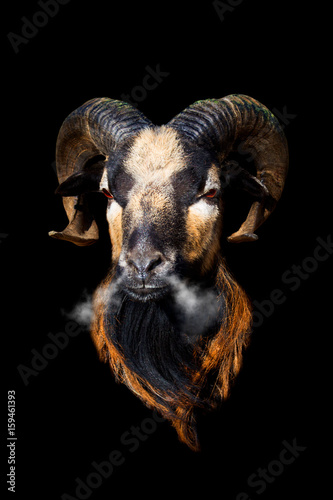 angry mouflon
