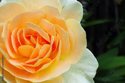 Beautiful orange roses in the garden.