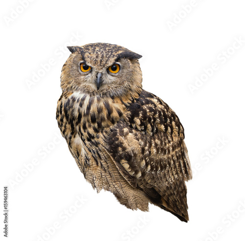 Portrait of a owl isolated on white background.