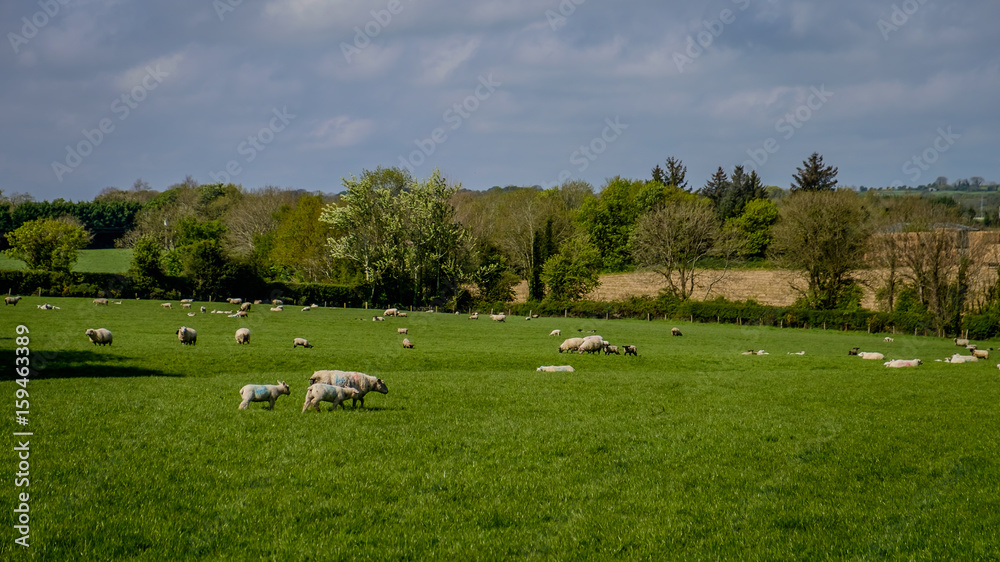 Sheep in Field