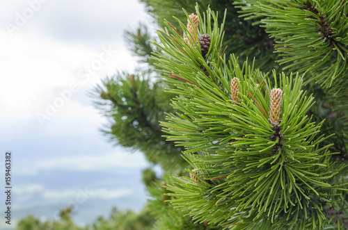 Young pine cones.