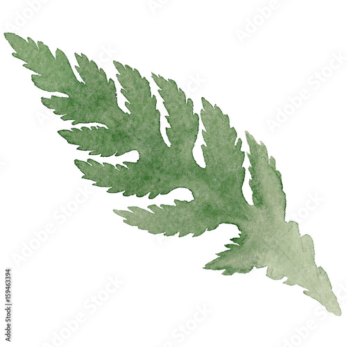 Fotografi Wildflower poppy flower leaf in a watercolor style isolated.