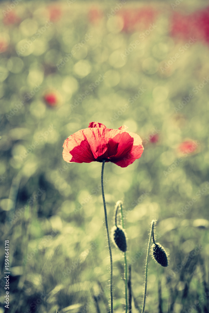 Fototapeta premium Red poppies in the summer field