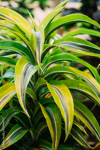 Green Leaves Of Plant Dracaena. Female Dragon Plant. Family Aspa