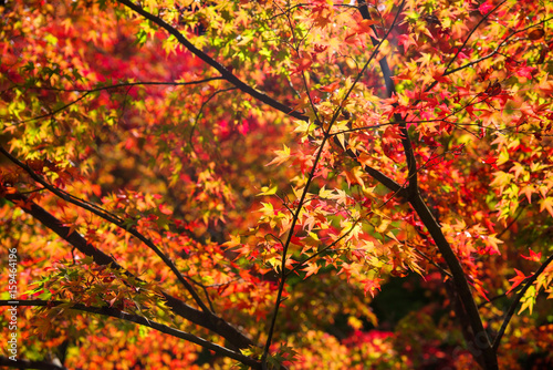 Fall red maple colors, Kyoto