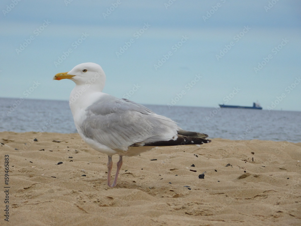 Seagull on Baltic shore Seagull on Baltic shore