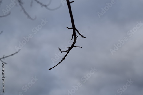 Twig in the Shadows