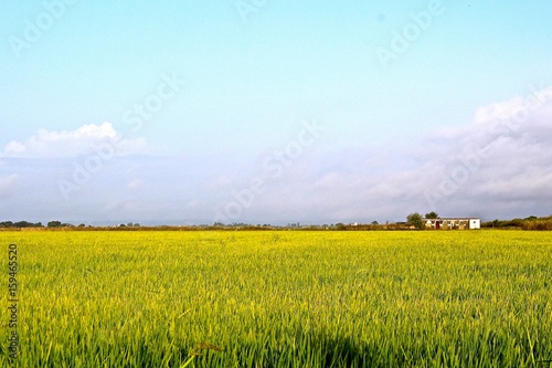 campos de arroz photo