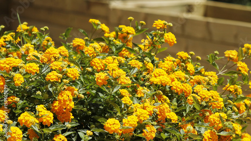 Closeup of a lantana camara flowers bush