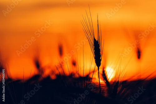 Wheat ear in sunset