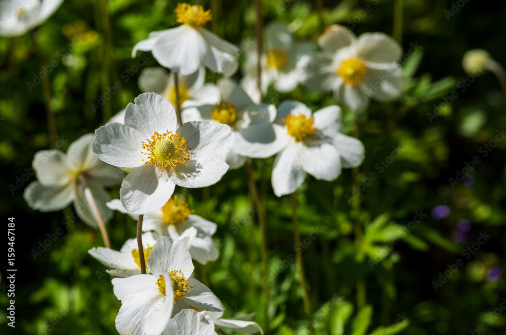 White anemones. White anemones.