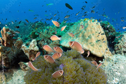 Foto School of anemone fish