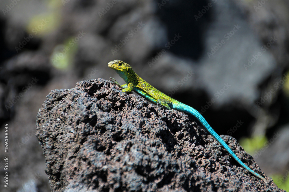 Green lizard on lava rocks, Conguillio National Park, Chile, South America Green lizard on lava rocks, Conguillio National Park, Chile, South America