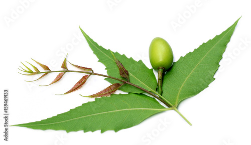 Photos Medicinal neem leaves