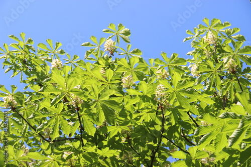 Chestnut tree Chromakey. Blooming chestnut. Swaying Branches Inflorescence chestnut. Chroma Key Alfa Sunny day. The branches of the chestnut tree with flowers and green leaves, blue sky, blue